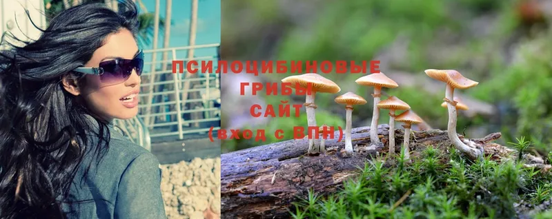 наркота  Ессентуки  Галлюциногенные грибы Psilocybe 